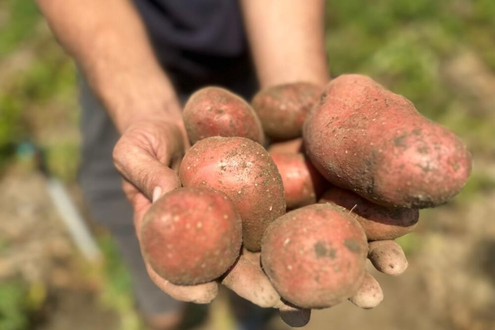 Najbolji trik za čuvanje krompira: Ovako ostaje svež i po nekoliko meseci