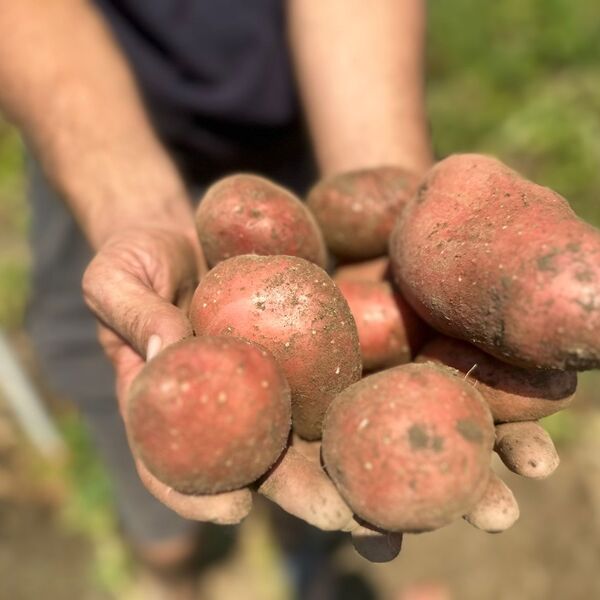 Nikada ne jedite ove namirnice sa krompirom: Loše kombinacije koje kvare stomak samo tako