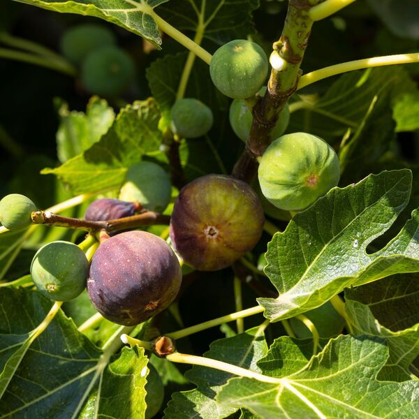 Kad jedete smokvu uopšte ne jedete voće! Ona je skup ovih gadnih stvari, da vam pozli, i ne pričamo o osama