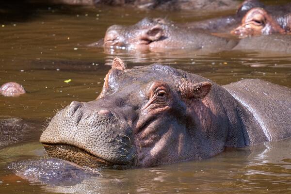 Nilski konj oborio čamac, nestalo 11 osoba: Među njima i BEBA