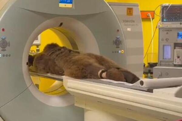 Medved se prejeo voća, pa završio u hitnoj! Pogledajte snimak koji je obišao celu planetu (VIDEO)