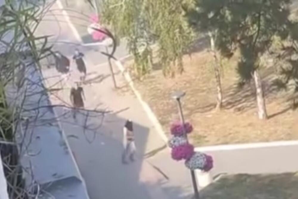 Snimak nasilja iz Bačke Palanke šokirao Srbiju: Maskirani mladići se biju usred dana, bačen i molotovljev koktel!