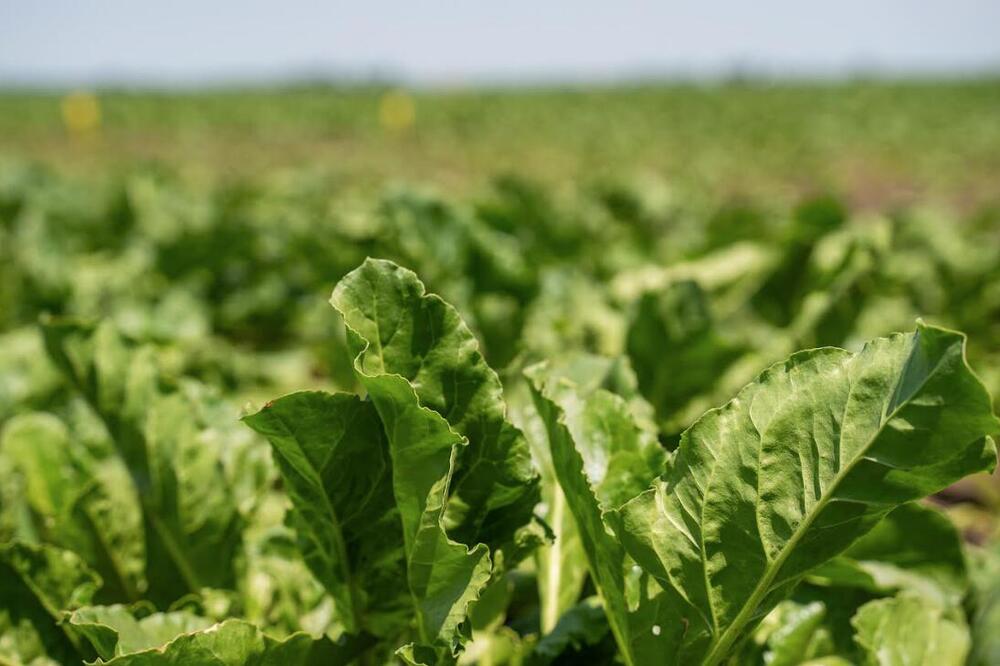 Sunoko ove godine planira proizvodnju 170.000 tona šećera