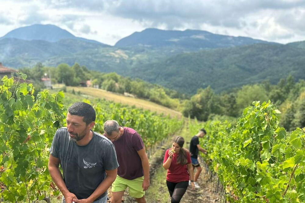 Ne rađaju na svakom brdu u Čačku šljive, već i grožđe: Tomići sa Kablara mogu samo da se ponose svojim vinogradom