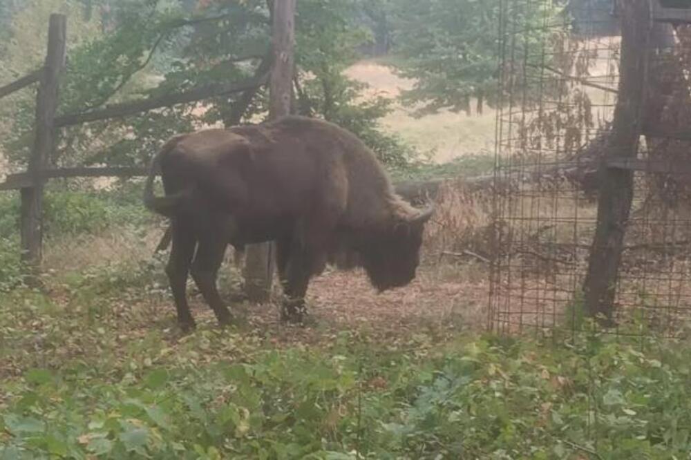 Poznati svi detalji epskog bega bizona na Fruškoj gori: Evo kako je uspeo da se domogne slobode!