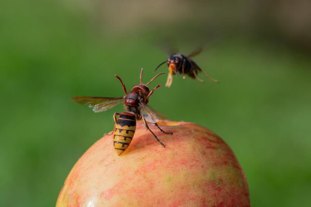 Nećete verovati čime se hrani stršljen! Kada čujete, bićete šokirani neko vreme