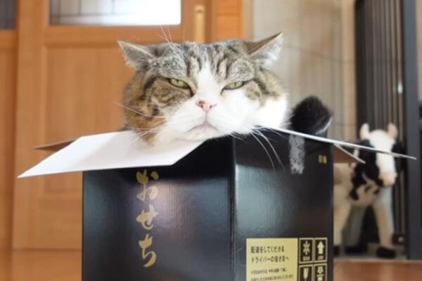 Uginuo najpoznatiji mačor na svetu: Ušao je i u Ginisovu knjigu rekorda! (VIDEO)