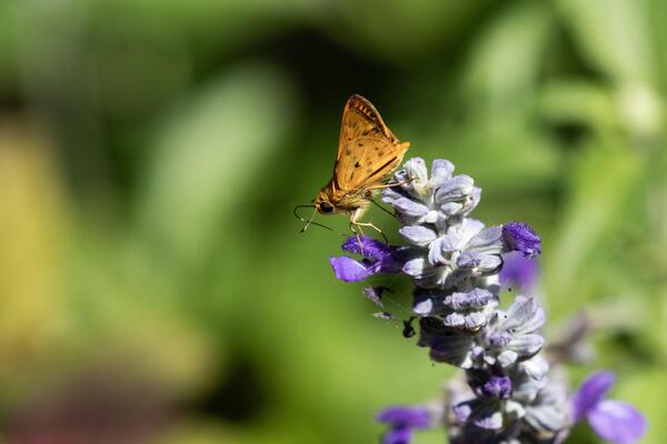 Pronađeno stvorenje sa rekordnim brojem hromozoma! Ni jedno živo biće ne može da mu parira (FOTO)