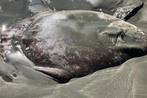 "Ogromno je i čudno!" Stefan čistio plažu pa naišao na bizarno morsko stvorenje sa jezivom glavom (FOTO)