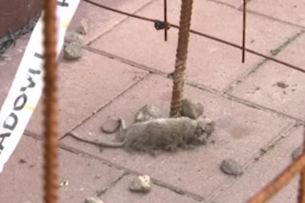 Namnožili se pacovi u ovom gradu u Srbiji: Zbog velike opasnosti započeta akcija deratizacije, građani u strahu