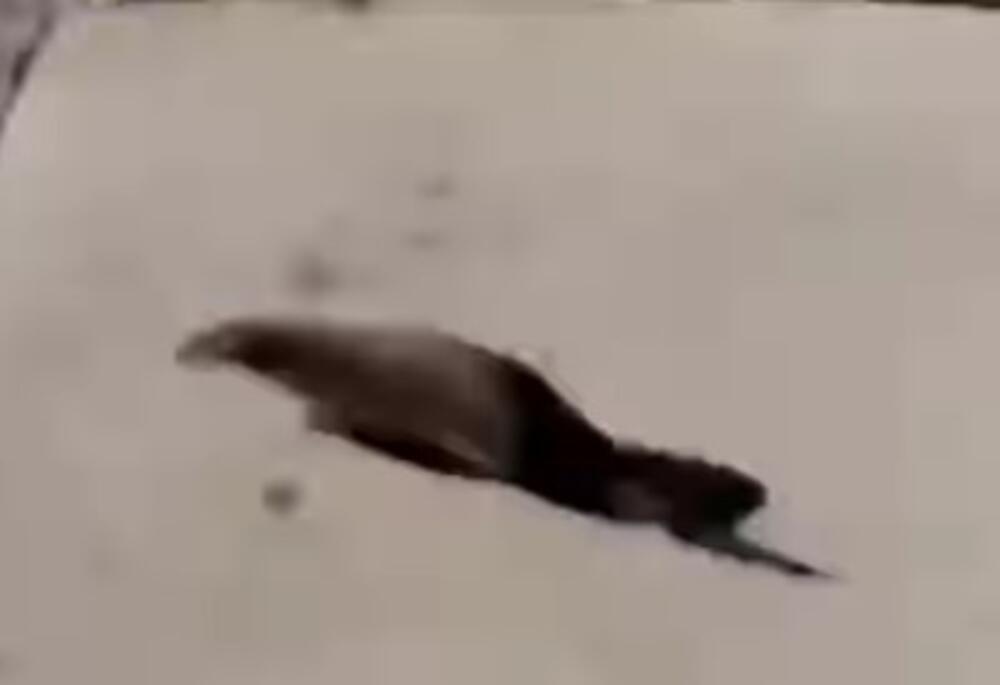 Prelep prizor u Valjevu: ovo će vam sigurno izmamiti osmeh na lice (VIDEO)