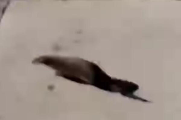 Neobična životinja protrčala Somborom: Vatrogasci je jurili, građani bili u šoku, šta je ovo? (VIDEO)