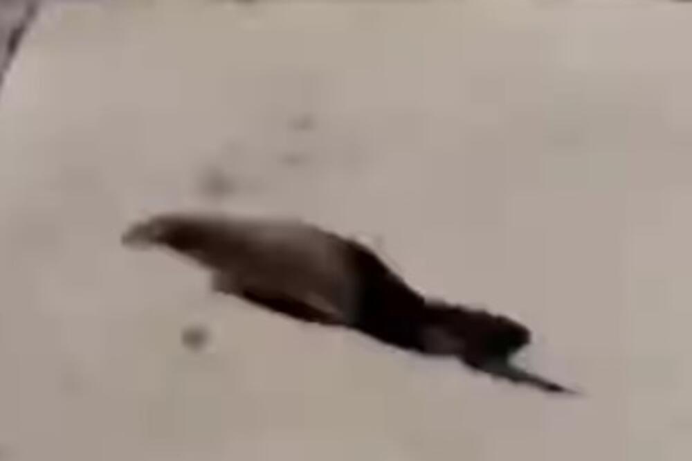 Neobična životinja protrčala Somborom: Vatrogasci je jurili, građani bili u šoku, šta je ovo? (VIDEO)