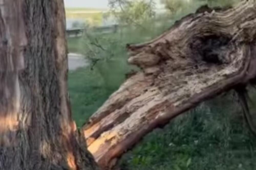 Moglo je da padne i ubije nekoga: Vetar srušio drvo u Šapcu, ljudi u šoku zbog prizora (VIDEO)