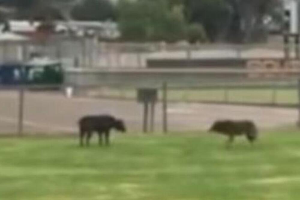 KOJOT NAPAO PITBULA U PARKU: Vlasnik je sve snimio, svi VAN SEBE, KRVNIČKA BORBA! (VIDEO)