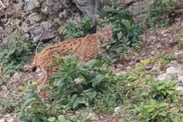 Ilija nasred puta ugledao divlju mačku: Ova zver se retko viđa, šta biste vi uradili da je sretnete? (VIDEO)
