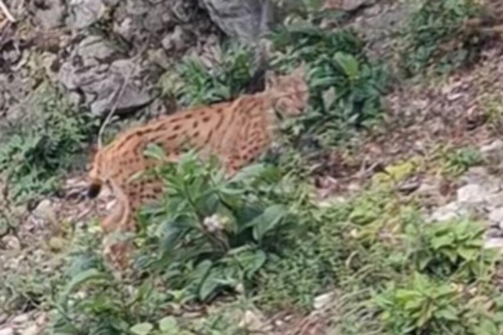 Ilija nasred puta ugledao divlju mačku: Ova zver se retko viđa, šta biste vi uradili da je sretnete? (VIDEO)
