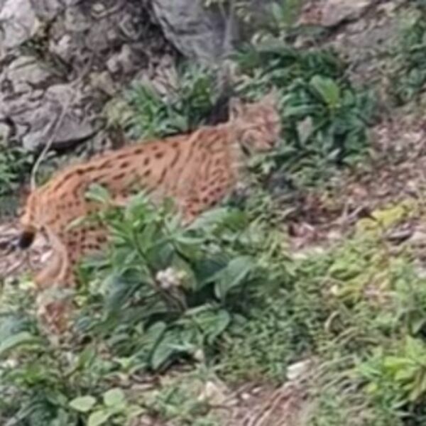 Ilija nasred puta ugledao divlju mačku: Ova zver se retko viđa, šta biste vi uradili da je sretnete? (VIDEO)