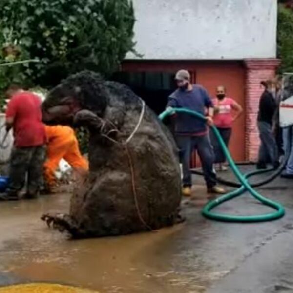 RADNICI GRADSKE ČISTOĆE NISU MOGLI DA VERUJU ŠTA VIDE: U kanalizaciji su pronšli GIGANTA, gledajte KAKVOG! (VIDEO)