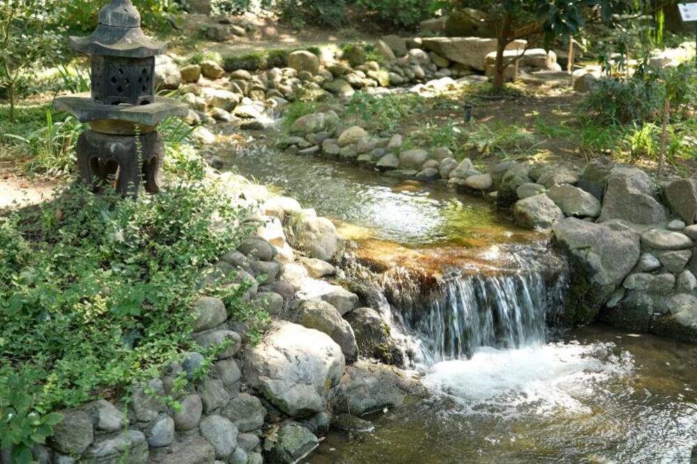 JAPANSKI VRT U BOTANIČKOJ BAŠTI „JEVREMOVAC”: Koi šarani, jezerca i sakura privlače posetioce