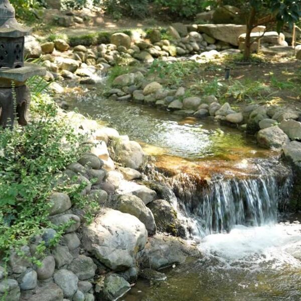 JAPANSKI VRT U BOTANIČKOJ BAŠTI „JEVREMOVAC”: Koi šarani, jezerca i sakura privlače posetioce