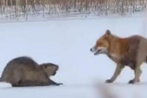 LISICA JE NAPALA DŽINOVSKOG GLODARA: Stravičan snimak krvoločnog obračuna, IPAK JE POBEDA PRIPALA... (VIDEO)