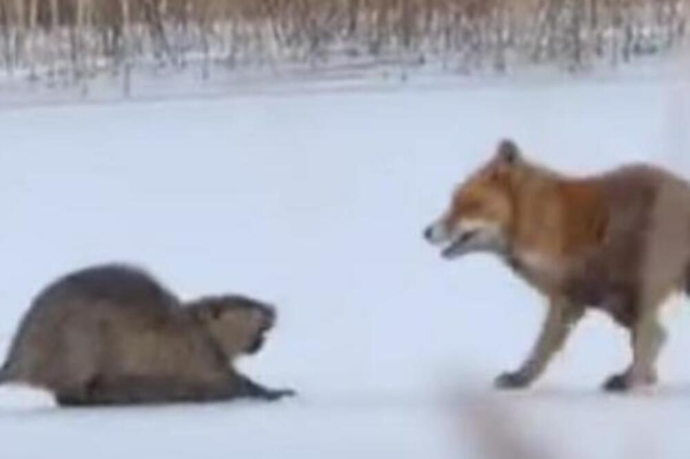 LISICA JE NAPALA DŽINOVSKOG GLODARA: Stravičan snimak krvoločnog obračuna, IPAK JE POBEDA PRIPALA... (VIDEO)