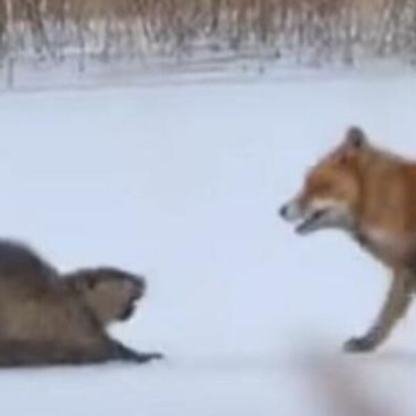 LISICA JE NAPALA DŽINOVSKOG GLODARA: Stravičan snimak krvoločnog obračuna, IPAK JE POBEDA PRIPALA... (VIDEO)