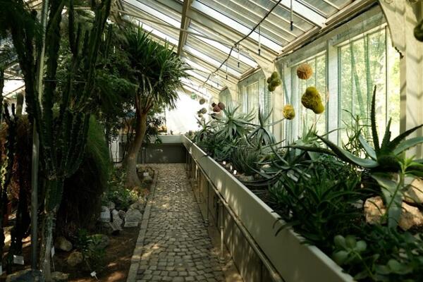 STAKLENIK U BOTANIČKOJ BAŠTI „JEVREMOVAC”: Pod staklenim kupolama smešteno više od 1000 vrsta biljaka