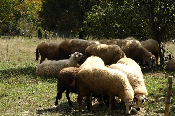 50 OVACA BANULO U SUPERMARKET! Otišle u "kupovinu", pratile čoveka: Za sve je kriv žir!