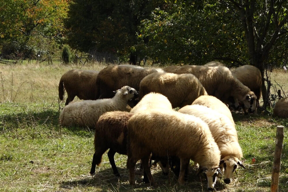 50 OVACA BANULO U SUPERMARKET! Otišle u "kupovinu", pratile čoveka: Za sve je kriv žir!