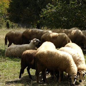 50 OVACA BANULO U SUPERMARKET! Otišle u "kupovinu", pratile čoveka: Za sve je kriv žir!