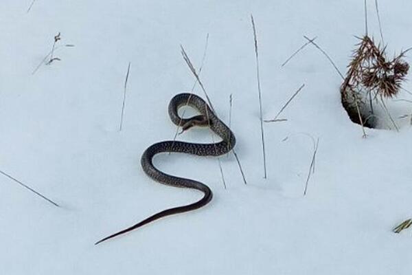 ZMIJA SE IZMIGOLJILA IZ SNEGA U KURŠUMLIJI, NARODNO VEROVANJE KAŽE DA JE TO JAKO, ALI JAKO LOŠE! Desiće se...