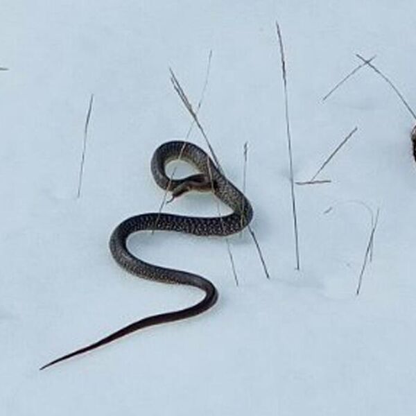 ZMIJA SE IZMIGOLJILA IZ SNEGA U KURŠUMLIJI, NARODNO VEROVANJE KAŽE DA JE TO JAKO, ALI JAKO LOŠE! Desiće se...