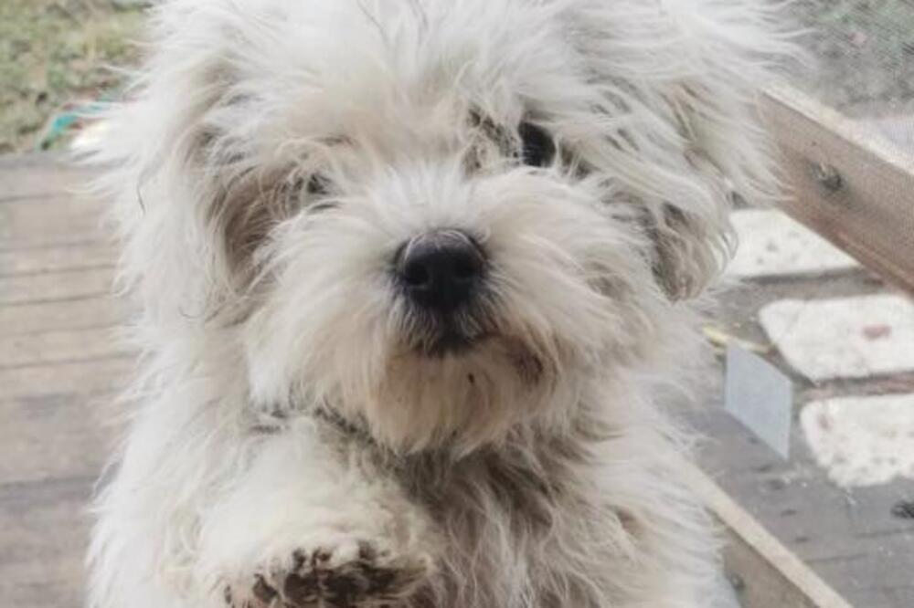 ODAKLE IM SRCA DA ZAPEČATE SUDBINU NEVINOM BIĆU? Poslali PSA u sigurnu smrt, NIJE SE NI SLUTILO ko će GA SPASITI!