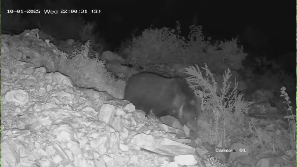 Nepoznat i nezvan medved došao da se počasti pred zimski san 