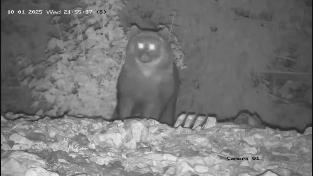 POTRESNO! NAJNOVIJI DETALJI JEZIVOG NAPADA MEDVEDA Pametni sat snimio sve: Zver odvukla mladića u šumu, a onda...