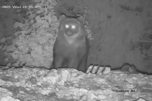 Nepoznat i nezvan medved došao da se počasti pred zimski san: Kamere na Jadovniku sve zabeležile