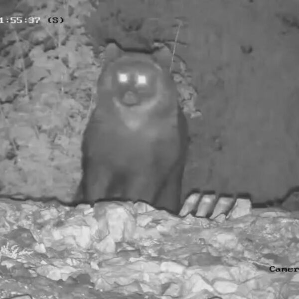 POTRESNO! NAJNOVIJI DETALJI JEZIVOG NAPADA MEDVEDA Pametni sat snimio sve: Zver odvukla mladića u šumu, a onda...