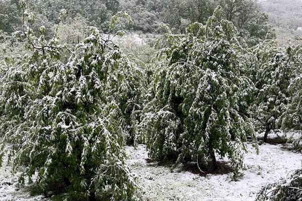 Klimatske promene UNIŠTILE srpske voćnjake: Sneg i mraz prave veliki problem, ŠTA ĆEMO PROIZVODITI sledećih godina?