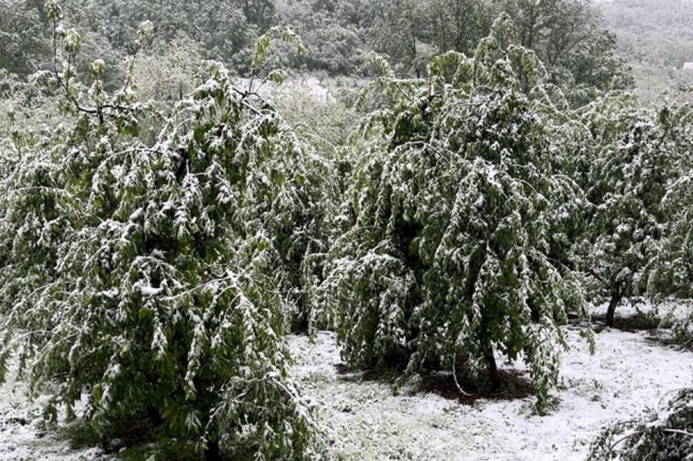 Klimatske promene UNIŠTILE srpske voćnjake: Sneg i mraz prave veliki problem, ŠTA ĆEMO PROIZVODITI sledećih godina?