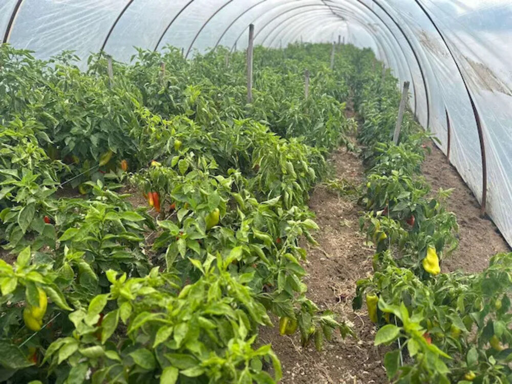 Povrće se tretira ali samo u granicima dozvoljenog