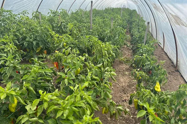 Ove poljoprivredne kulture donose ogromne pare u Srbiji: Novac samo kaplje, a ulaganja su minimalna