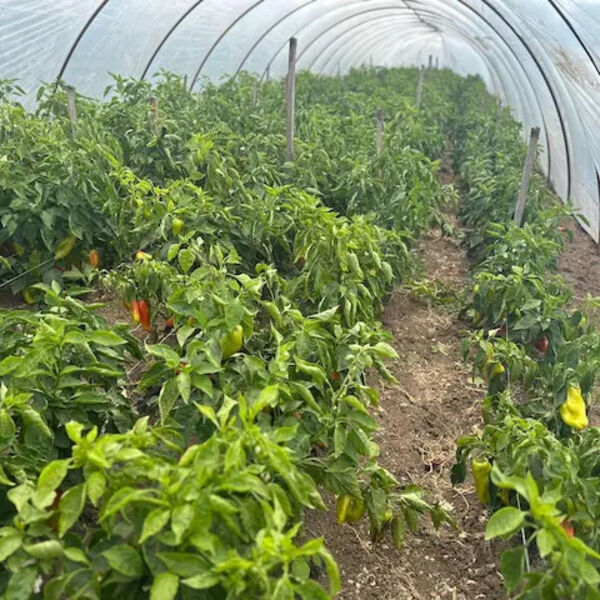 Ove poljoprivredne kulture donose ogromne pare u Srbiji: Novac samo kaplje, a ulaganja su minimalna