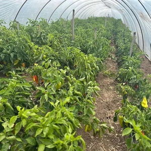 Ove poljoprivredne kulture donose ogromne pare u Srbiji: Novac samo kaplje, a ulaganja su minimalna