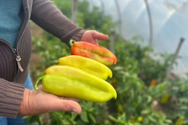 UZ OVAJ RASTVOR MLADE PAPRIKE RAĐAJU KAO LUDE! Nema jače PRIHRANE od ove, SAMO IH POPRSKAJTE