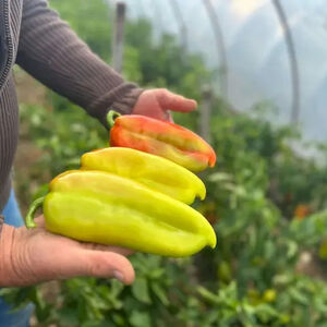 UZ OVAJ RASTVOR MLADE PAPRIKE RAĐAJU KAO LUDE! Nema jače PRIHRANE od ove, SAMO IH POPRSKAJTE