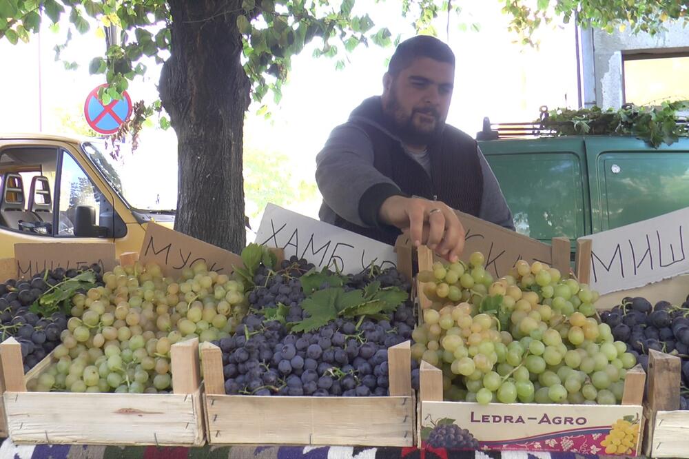 Manifestacija živi duže od šest decenija i slavi grožđe: Sve je spremno za spektakl u srpskoj Toskani