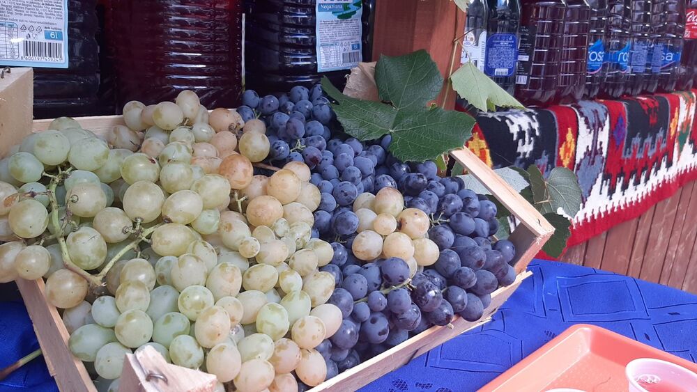 Oplenačka berba dobro posećena