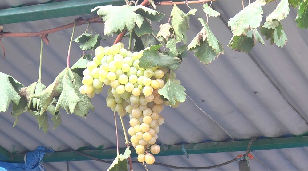 Oplenačka berba dobro posećena